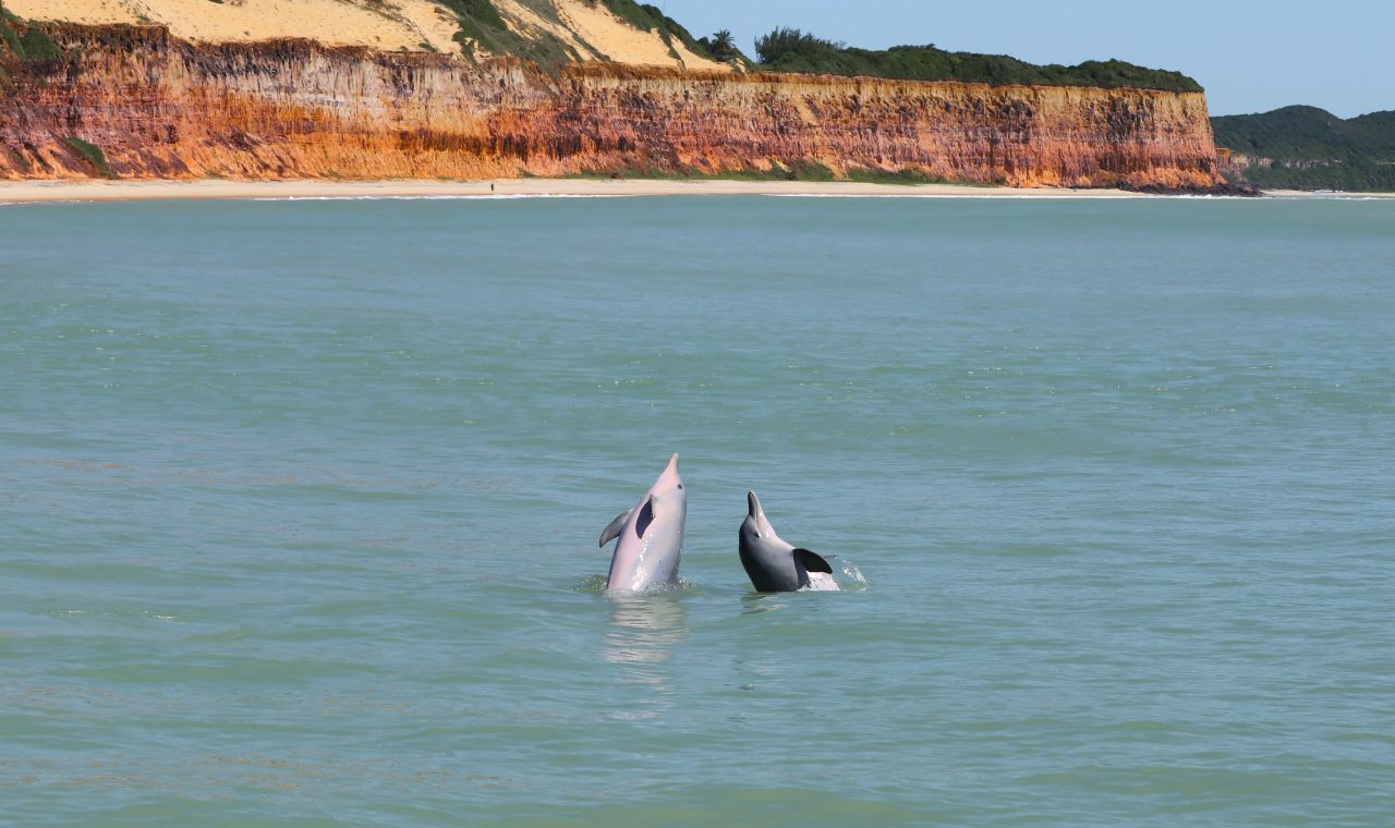 Baía dos Golfinhos